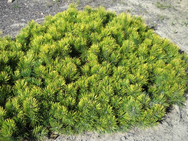 Pinus mugo 'Hostn Gold'